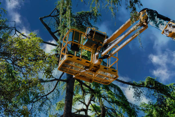 Reliable Weeping Water, NE  Tree Services Solutions