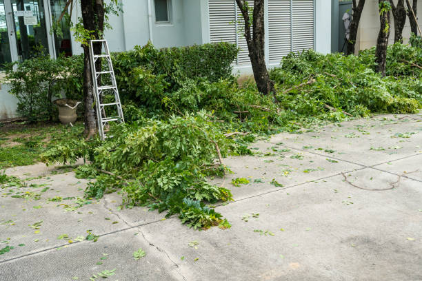 Best Utility Line Clearance  in Weeping Water, NE