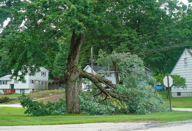 Why Choose Our Tree Removal Services in Weeping Water, NE?